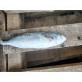 HACCP Block BQF mackerel and frozen pacific horse mackerel fish